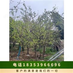 落叶 6年 一级 成活率100 土球直径60 株高330 仿锤型 品种水晶柿子树